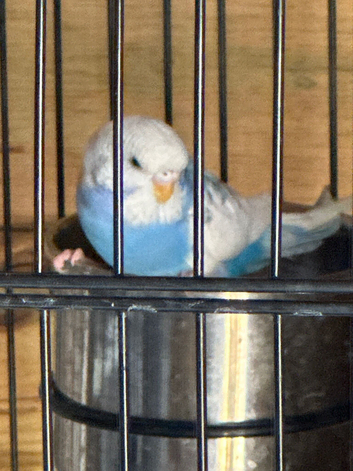 Young Budgies for sale