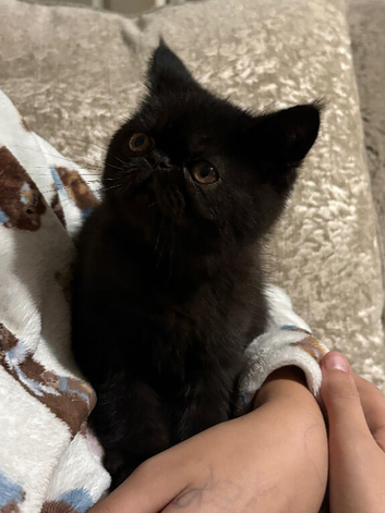 Gccf registered kittens