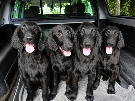 Flat coat puppies