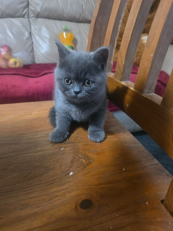 Kitten