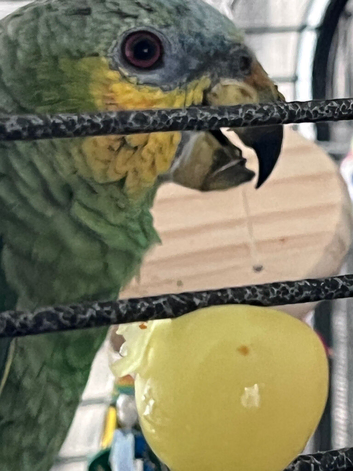 Orange wing amazon