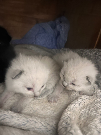 Ragdoll kittens for sale
