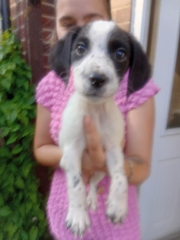 Cocker jack pup