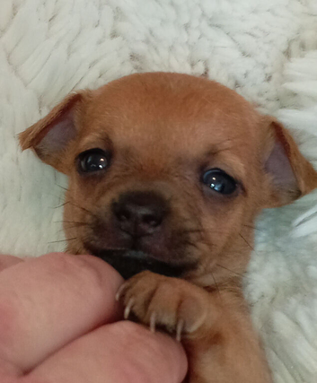 Here i have 2  beutful  mini cheahuha left