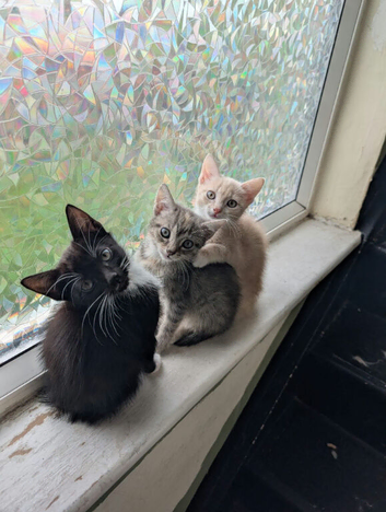 5 cute kittens for new homes
