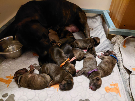 Staffy x whippet puppies