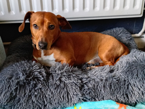 Beautiful dasushound