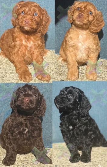 F1 small mini cockapoos various colours 30 dna health tested clear