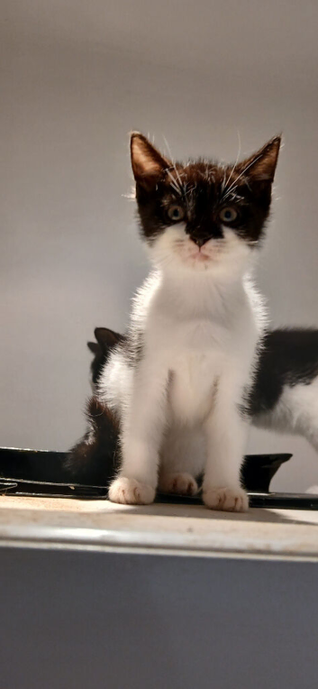 Kittens