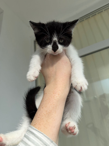 Maine coin cross kittens for sale