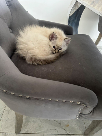 Flame point siamese and ragdoll mix