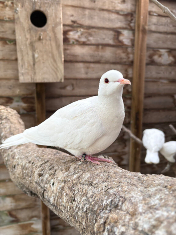 2025 White Java Doves