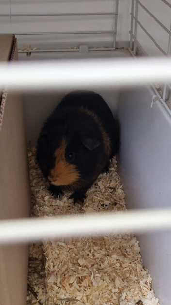 Guinea pigs and set up