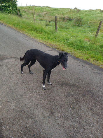 Lurcher