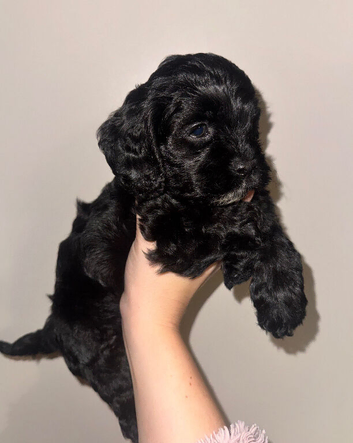 Stunning American cockapoo babies available.