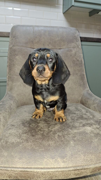 Dachshunds lovely puppies