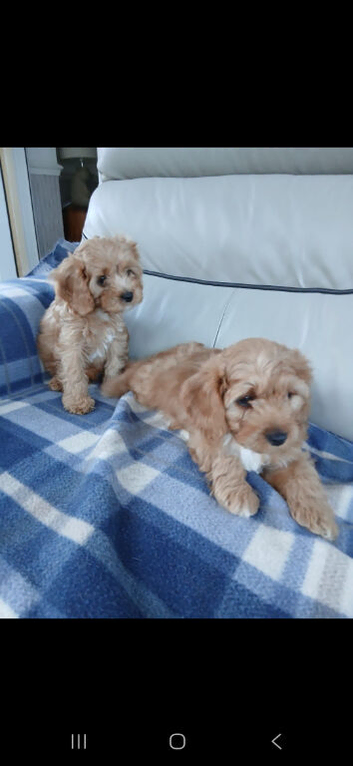 Cavapoo puppies for sale