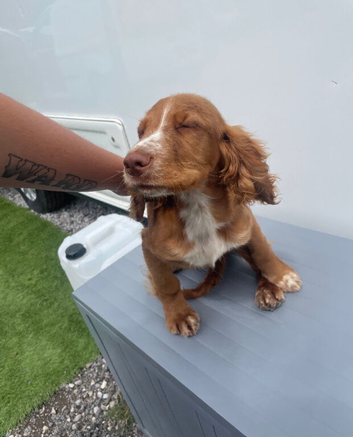 Boy cocker spaniel
