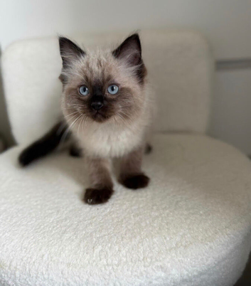 Ragdoll kittens