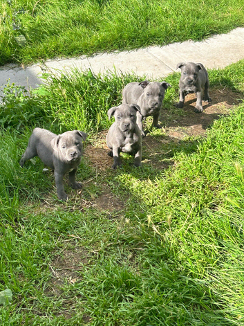 KC BLUE STAFF PUPPIES