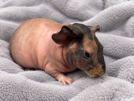 Gorgeous Skinny pigs for sale!