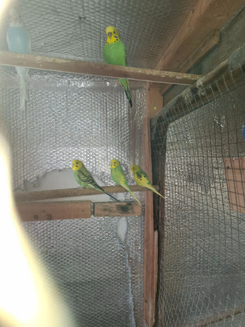 Beautiful & Healthy Budgies for Sale