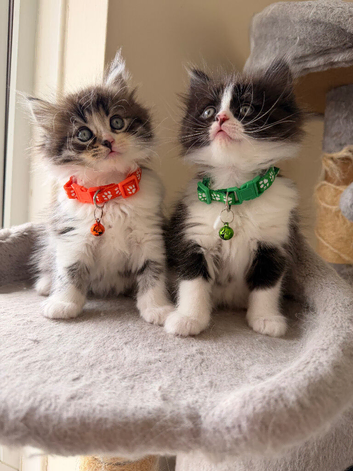 Ragdollx Turkish Angora last three kittens for Sale