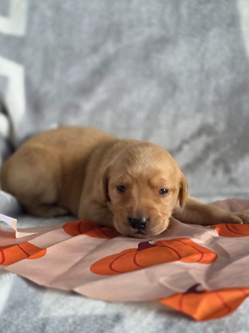 Kc registered labrador puppies