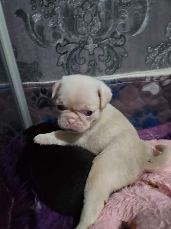 Pink panda and black pug puppies for sale