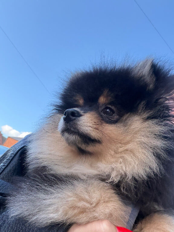 15 week old Pomeranian for sale