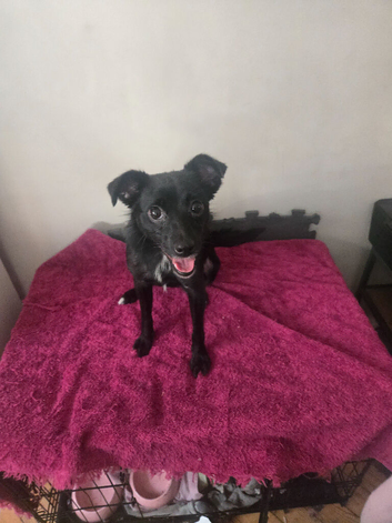 Female 10.5 months Jack and ChoCho mixbreed