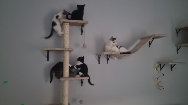 Lovely Mixed Breed Kittens
