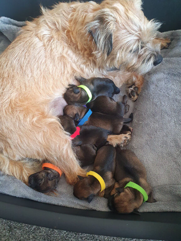 Kc Border Terrier puppies for sale