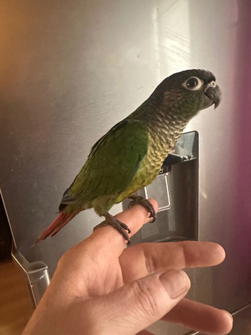 Hand Reared Green Cheeked Conures
