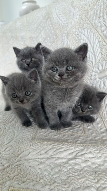 British Shorthair Kitten