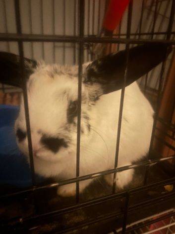 mini lop