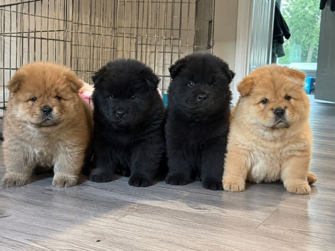 Chow chow puppies for sale.