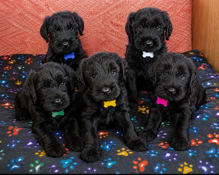 KC Giant schnauzer puppy's