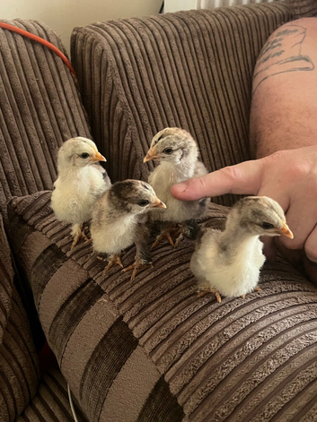 Brahma silver laced chicks for sale