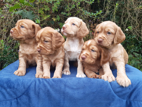 Cocker Spaniel Puppies Top Quality!