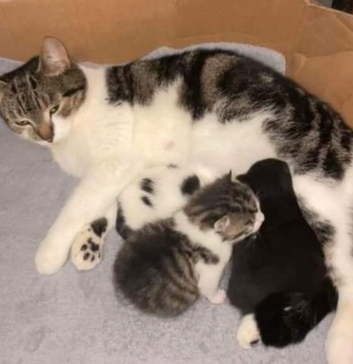 Kittens