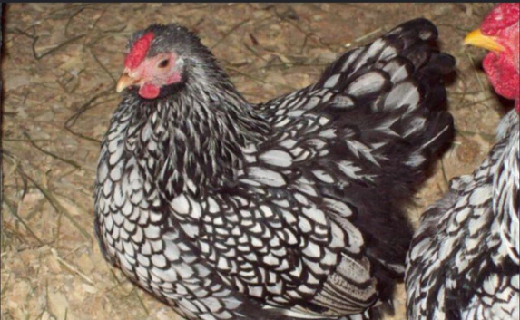 Silver laced wyandotte bantams