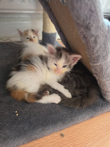 TICA REGISTERED STUNNING KITTENS