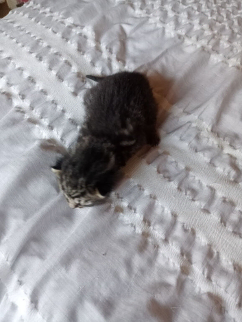 2 beautiful we kittens 2weeks old for sale