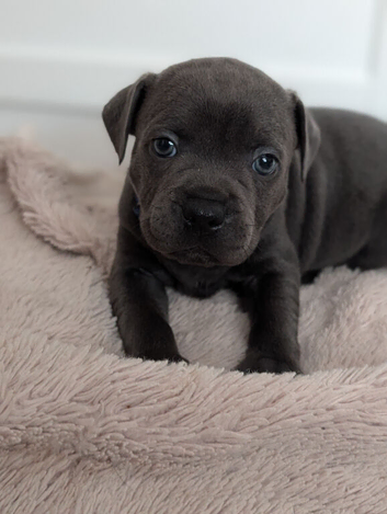 Merle Staffordshire bull terrier puppies