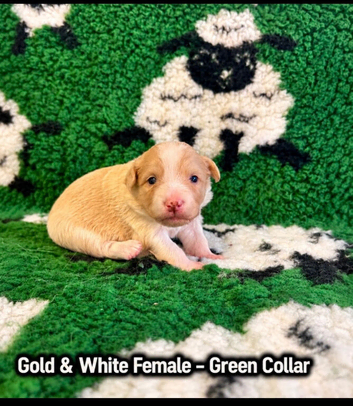 7 gorgeous Border Collie puppies looking for their forever loving homes!