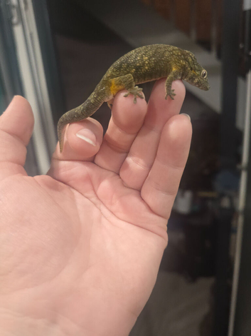 Breeding chameleon gecko.