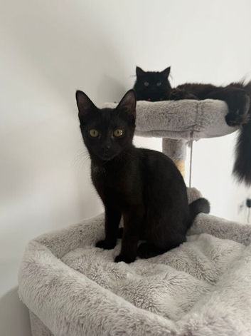 Tabby x Bombay male 3months