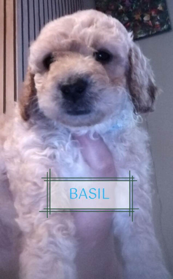 Gorgeous Maltipoo x Cockapoo Puppies