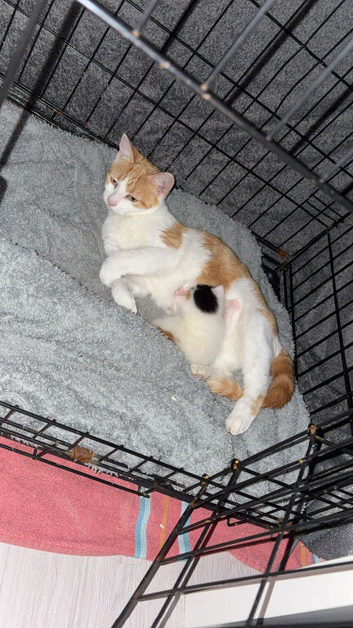 Female white with mixed colour female